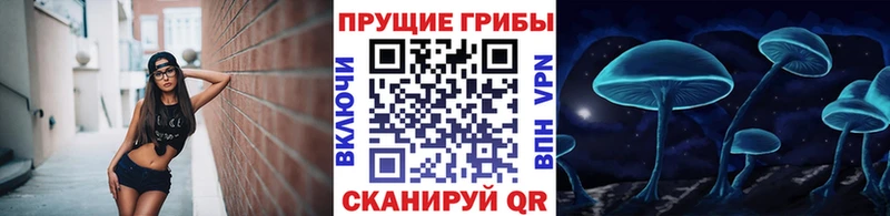 где купить наркотик  Богородск  mega как зайти  Псилоцибиновые грибы Psilocybine cubensis 